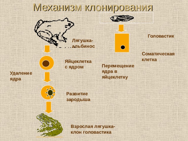 Механизм клонирования Головастик Лягушка-альбинос Соматическая клетка Яйцеклетка  с  ядром Перемещение ядра в яйцеклетку Удаление  ядра Развитие зародыша Взрослая лягушка-клон головастика