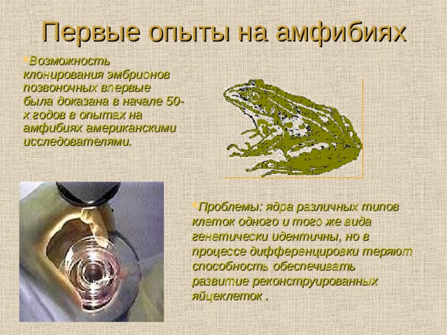 Первые опыты на амфибиях Возможность клонирования эмбрионов позвоночных впервые была доказана в начале 50-х годов в опытах на амфибиях американскими исследователями.  Проблемы: ядра различных типов клеток одного и того же вида генетически идентичны, но в процессе дифференцировки теряют способность обеспечивать развитие реконструированных яйцеклеток .