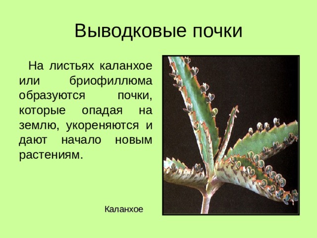 На листьях каланхое или бриофиллюма образуются почки, которые опадая на землю, укореняются и дают начало новым растениям. Каланхое