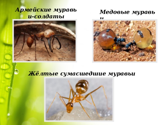 Армейские муравьи-солдаты Медовые муравьи  Жёлтые сумасшедшие муравьи 