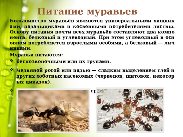 Питание муравьев Большинство муравьёв являются универсальными хищниками, падальщиками и косвенными потребителями листвы. Основу питания почти всех муравьёв составляют два компонента: белковый и углеводный. При этом углеводный в основном потребляется взрослыми особями, а белковый — личинками. Муравьи питаются: беспозвоночными или их трупами.  медвяной росой или падью — сладким выделением тлей и других хоботных насекомых (червецов, щитовок, некоторых цикадок). соком растений, нектаром, грибами, семенами.  