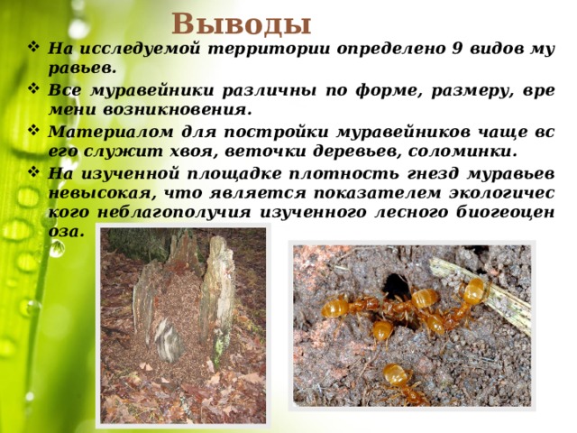 Выводы На исследуемой территории определено 9 видов муравьев. Все муравейники различны по форме, размеру, времени возникновения. Материалом для постройки муравейников чаще всего служит хвоя, веточки деревьев, соломинки. На изученной площадке плотность гнезд муравьев невысокая, что является показателем экологического неблагополучия изученного лесного биогеоценоза.   