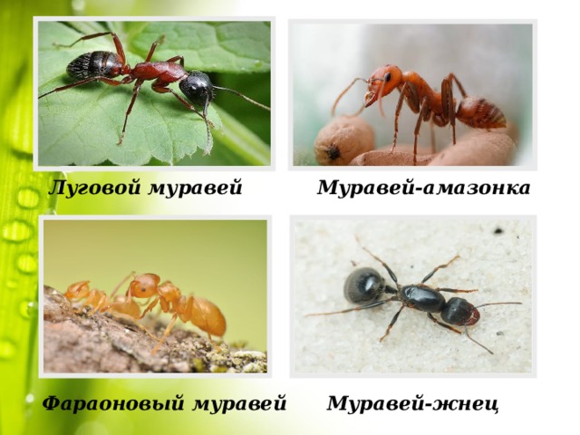 Луговой муравей Муравей-амазонка Фараоновый муравей Муравей-жнец 