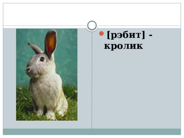 [рэбит] - кролик 