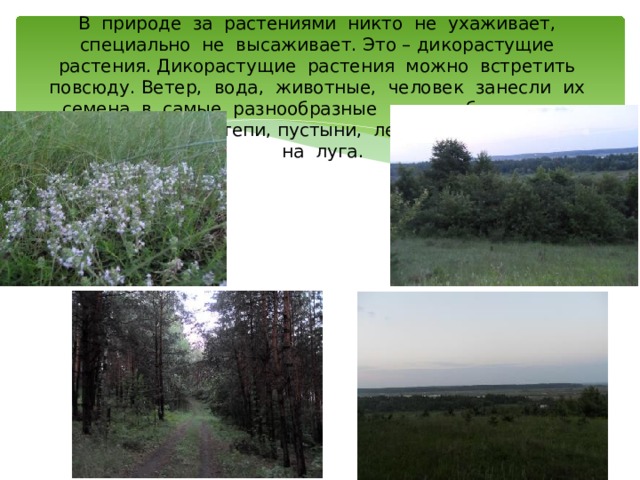 В природе за растениями никто не ухаживает, специально не высаживает. Это – дикорастущие растения. Дикорастущие растения можно встретить повсюду. Ветер, вода, животные, человек занесли их семена в самые разнообразные места обитания: в степи, пустыни, леса,  на луга. 