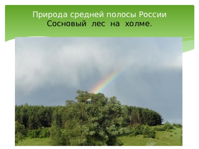 Природа средней полосы России  Сосновый лес на холме. 
