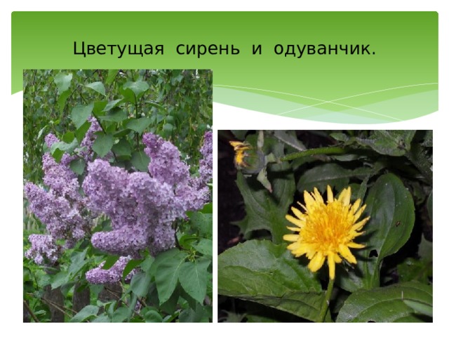 Цветущая сирень и одуванчик. 
