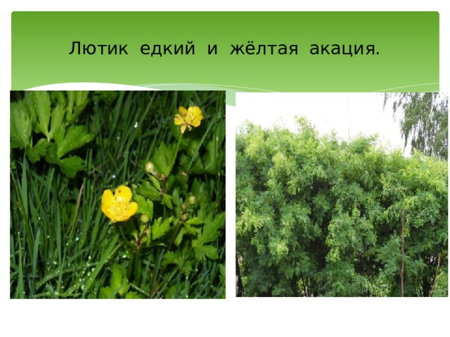 Лютик едкий и жёлтая акация. 