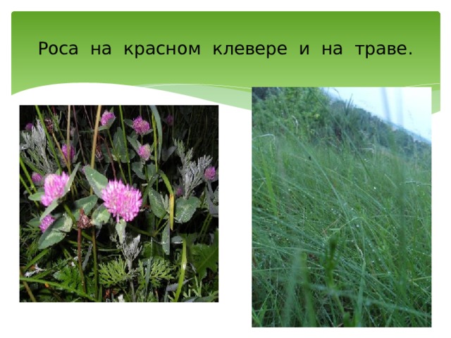 Роса на красном клевере и на траве. 
