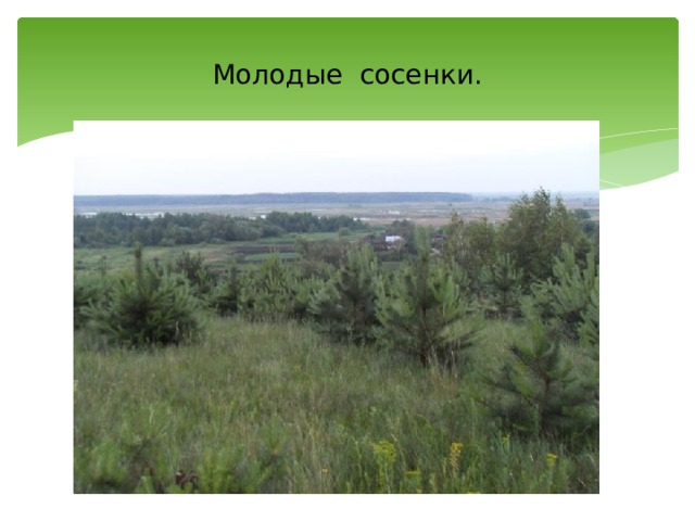 Молодые сосенки. 