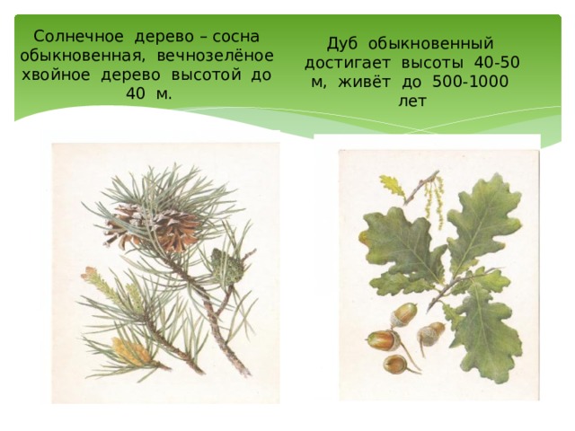Солнечное дерево – сосна обыкновенная, вечнозелёное хвойное дерево высотой до 40 м. Дуб обыкновенный достигает высоты 40-50 м, живёт до 500-1000 лет 