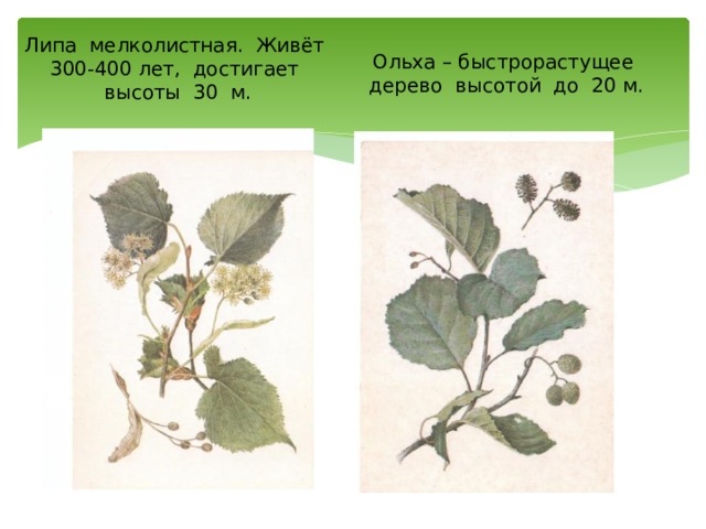 Липа мелколистная. Живёт 300-400 лет, достигает высоты 30 м. Ольха – быстрорастущее дерево высотой до 20 м. 