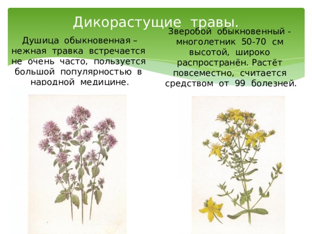 Презентация по теме дикорастущие растения