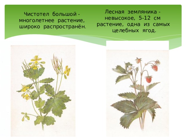 Шире растений. Земляника Лесная листорасположение. Дикорастущем растении резец.