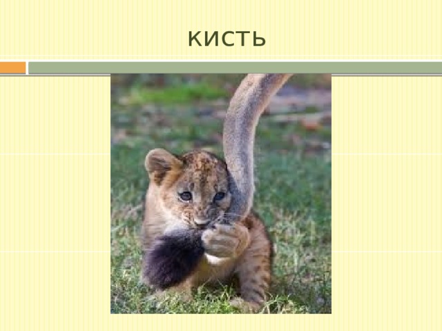 кисть 