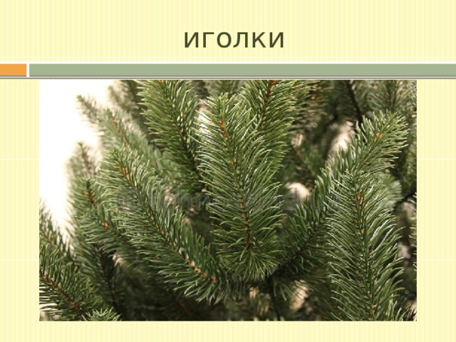 иголки 