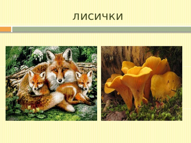 лисички 