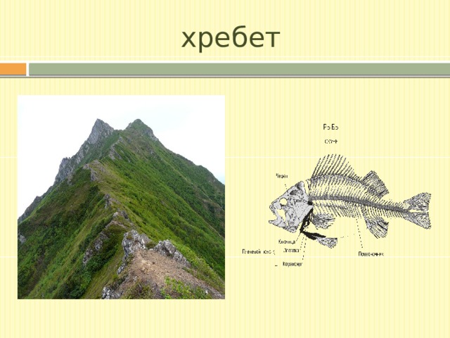 хребет 