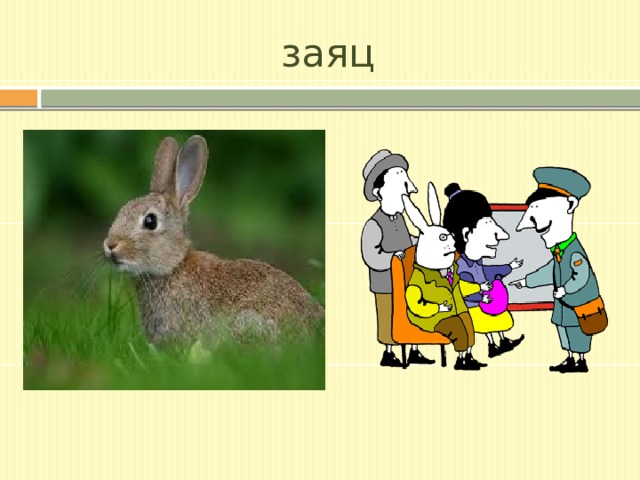 заяц 