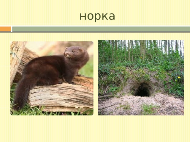 норка 