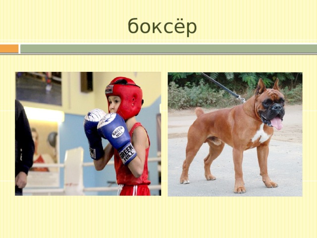 боксёр 