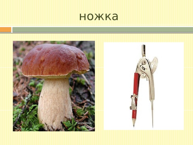 ножка 