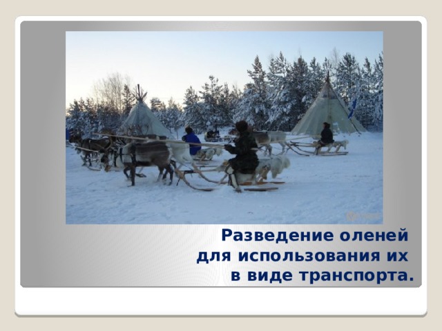 Разведение оленей  для использования их  в виде транспорта. 