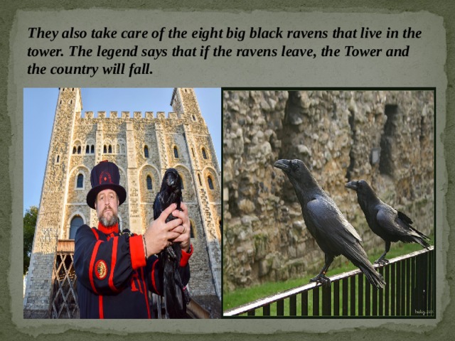 They also take care of the eight big black ravens that live in the tower. The legend says that if the ravens leave, the Tower and the country will fall.   
