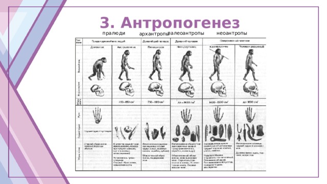 Антропогенез таблица. Основные этапы антропогенеза схема. Основные стадии антропогенеза схема. Этапы антропогенеза таблица. Общая характеристика этапов антропогенеза таблица.