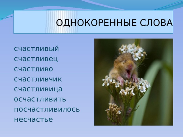  ОДНОКОРЕННЫЕ СЛОВА счастливый счастливец счастливо счастливчик счастливица осчастливить посчастливилось несчастье 
