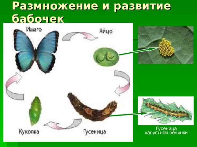 Какую функцию выполняют трахеи у капустной белянки. Цикл развития бабочки белянки. Размножение и развитие бабочки. Размножение и развитие бабочки 3 класс. Развитие бабочки капустной белянки.