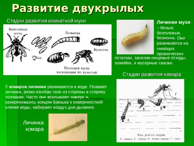 Комнатная муха полное или. Отряд Двукрылые Тип развития. Стадии развития двукрылых. Личинки двукрылых.