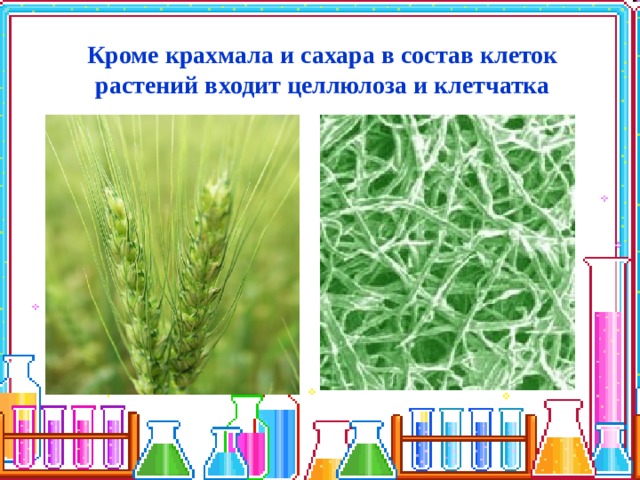 Кроме крахмала и сахара в состав клеток растений входит целлюлоза и клетчатка 