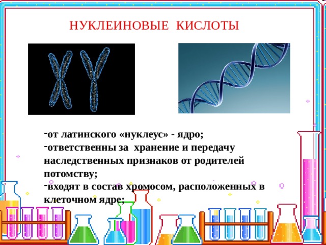 НУКЛЕИНОВЫЕ КИСЛОТЫ   от латинского «нуклеус» - ядро; ответственны за хранение и передачу наследственных признаков от родителей потомству; входят в состав хромосом, расположенных в клеточном ядре; 