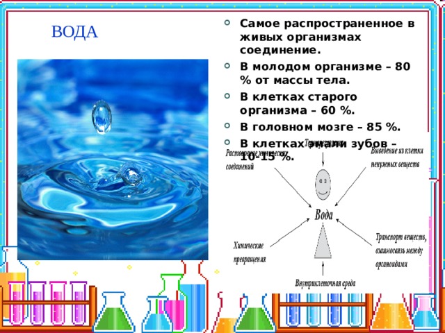Самое распространенное в живых организмах соединение. В молодом организме – 80 % от массы тела. В клетках старого организма – 60 %. В головном мозге – 85 %. В клетках эмали зубов – 10-15 %. ВОДА  