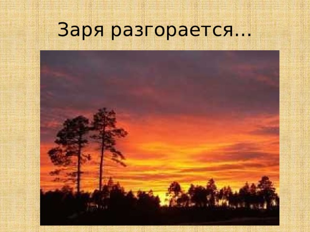 На небе разгорается заря. Темная Заря. В столетнем мраке черной ели Бунин. На заре. Бунин в столетнем мраке.