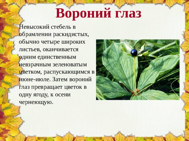 Лист око. Вороний глаз листья простые или сложные. Вороний глаз Тип листа. Вороний глаз формула цветка. Вороний глаз листья сидячие или черешковые.