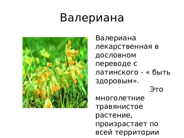 Валериана Валериана лекарственная в дословном переводе с латинского - « быть здоровым». Это многолетние травянистое растение, произрастает по всей территории России. 