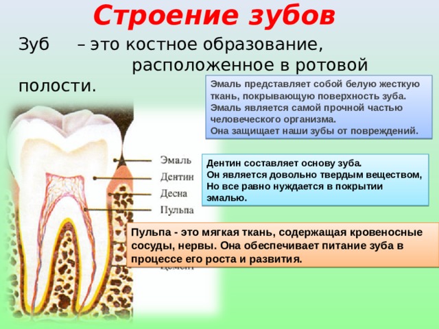 Строение зубов Зуб – это костное образование,  расположенное в ротовой полости. Эмаль представляет собой белую жесткую ткань, покрывающую поверхность зуба. Эмаль является самой прочной частью человеческого организма. Она защищает наши зубы от повреждений. Дентин составляет основу зуба. Он является довольно твердым веществом, Но все равно нуждается в покрытии эмалью. Пульпа - это мягкая ткань, содержащая кровеносные сосуды, нервы. Она обеспечивает питание зуба в процессе его роста и развития. 