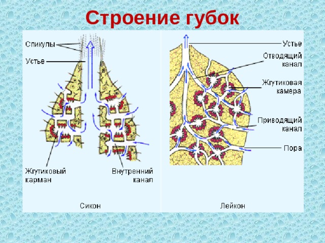 Стенка тела губок состоит из