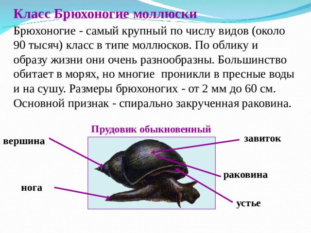 Класс Брюхоногие моллюски Брюхоногие - самый крупный по числу видов (около 90 тысяч) класс в типе моллюсков. По облику и образу жизни они очень разнообразны. Большинство обитает в морях, но многие проникли в пресные воды и на сушу. Размеры брюхоногих - от 2 мм до 60 см. Основной признак - спирально закрученная раковина. Прудовик обыкновенный завиток вершина раковина нога устье 