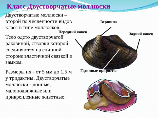 Класс Двустворчатые моллюски Двустворчатые моллюски – второй по численности видов класс в типе моллюсков. Тело одето двустворчатой раковиной, створки которой соединяются на спинной стороне эластичной связкой и замком. Размеры их - от 5 мм до 1,5 м у тридактны. Двустворчатые моллюски - донные, малоподвижные или прикрепленные животные. Вершина  Передний конец Задний конец Годичные приросты 