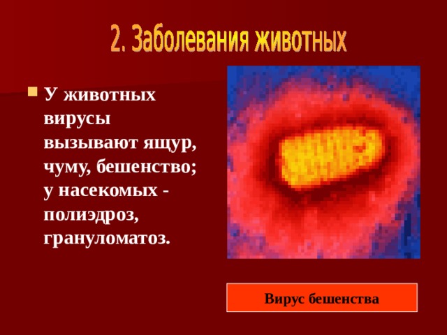 У животных вирусы вызывают ящур, чуму, бешенство; у насекомых - полиэдроз, грануломатоз. Вирус бешенства 