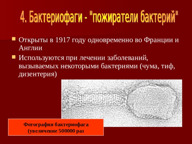 Открыты в 1917 году одновременно во Франции и Англии Используются при лечении заболеваний, вызываемых некоторыми бактериями (чума, тиф, дизентерия)   Фотография бактериофага  (увеличение 500000 раз 