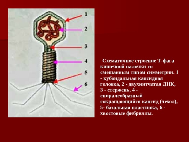          Схематичное строение Т-фага кишечной палочки со смешанным типом симметрии. 1 - кубоидальная капсидная головка, 2 - двухнитчатая ДНК, 3 - стержень, 4 - спиралеобразный сокращающийся капсид (чехол), 5- базальная пластинка, 6 - хвостовые фибриллы. 