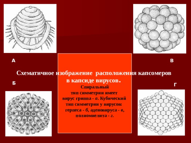 Схематичное изображение расположения капсомеров в капсиде вирусов . Спиральный тип симметрии имеет вирус гриппа - а . Кубический тип симметрии у вирусов: герпеса - б , аденовируса - в ,  полиомиелита - г . А  В  Б  Г 
