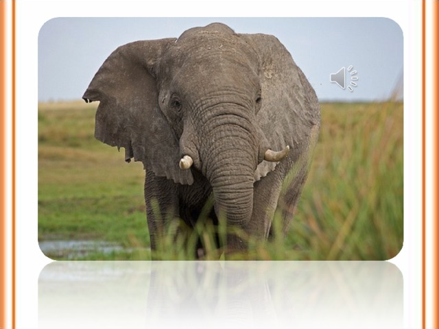 Вспомните, что вы знаете о слонах? Подробно мы изучали на уроке Окружающего мира.  
