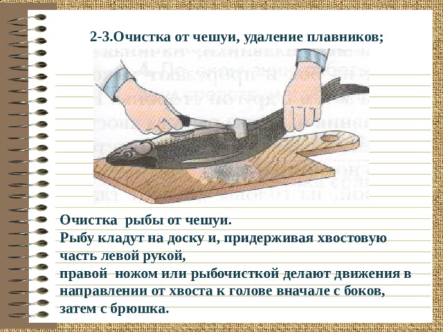 2-3.Очистка от чешуи, удаление плавников; Очистка рыбы от чешуи. Рыбу кладут на доску и, придерживая хвостовую часть левой рукой, правой ножом или рыбочисткой делают движения в направлении от хвоста к голове вначале с боков, затем с брюшка. 