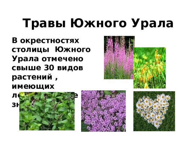 Травы Южного Урала В окрестностях столицы Южного Урала отмечено свыше 30 видов растений , имеющих лекарственное значение 