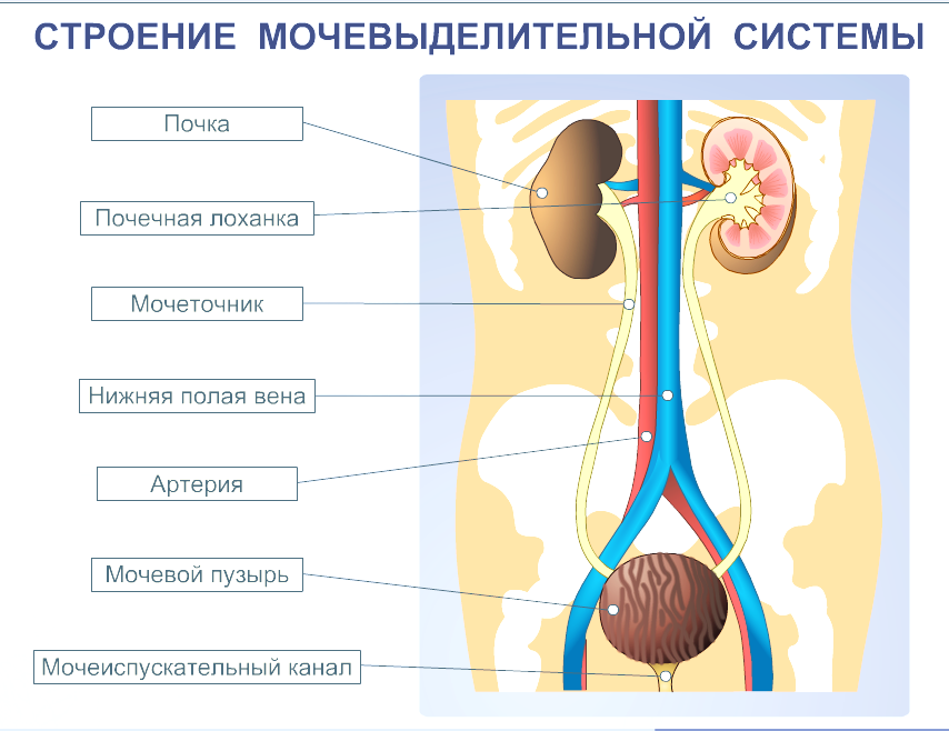 Установите правильную последовательность прохождения мочи мочеточник